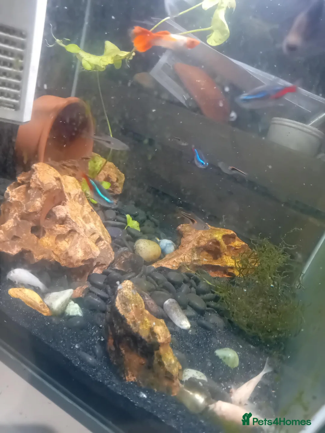 Bettas fish for sale: Fish tank aquarium with pretty fish in Bedford - Advert 2