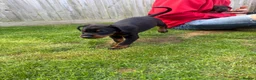 Dobermann dogs for sale: 2 girls left ❤️ Doberman Puppies - Advert 3