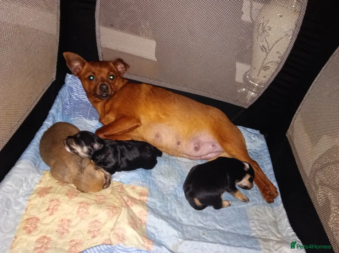 Mixed Breed dogs for sale:  Adorable Chihuahua-Mix Puppies - Advert 5