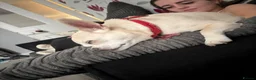 Chug dogs for sale: Rehoming poppy - Advert 5