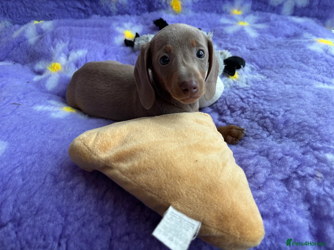 Miniature Dachshund dogs for sale: Miniature Dachsund puppies  - Advert 10