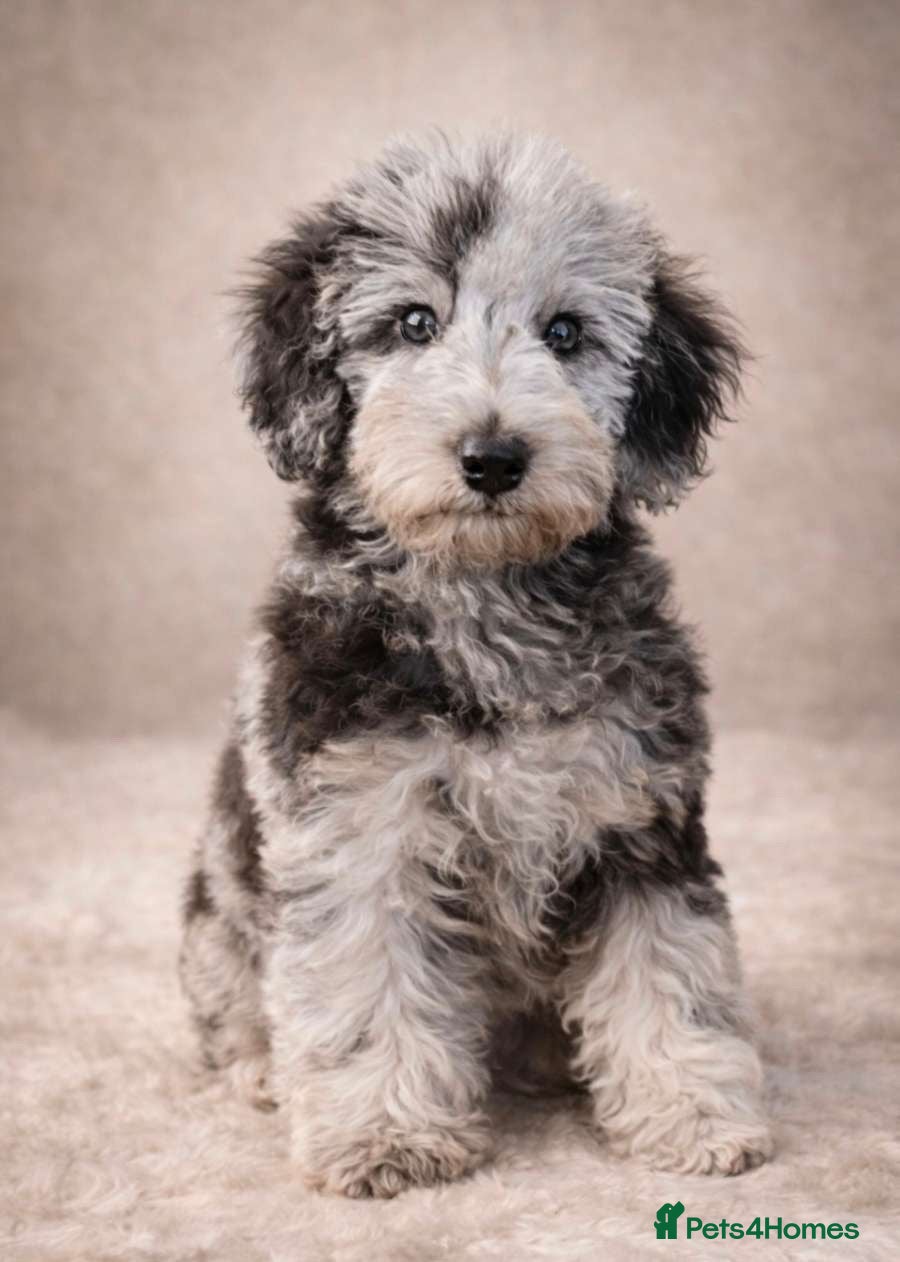 Mixed Breed dogs Foodle Puppies  - Advert 1