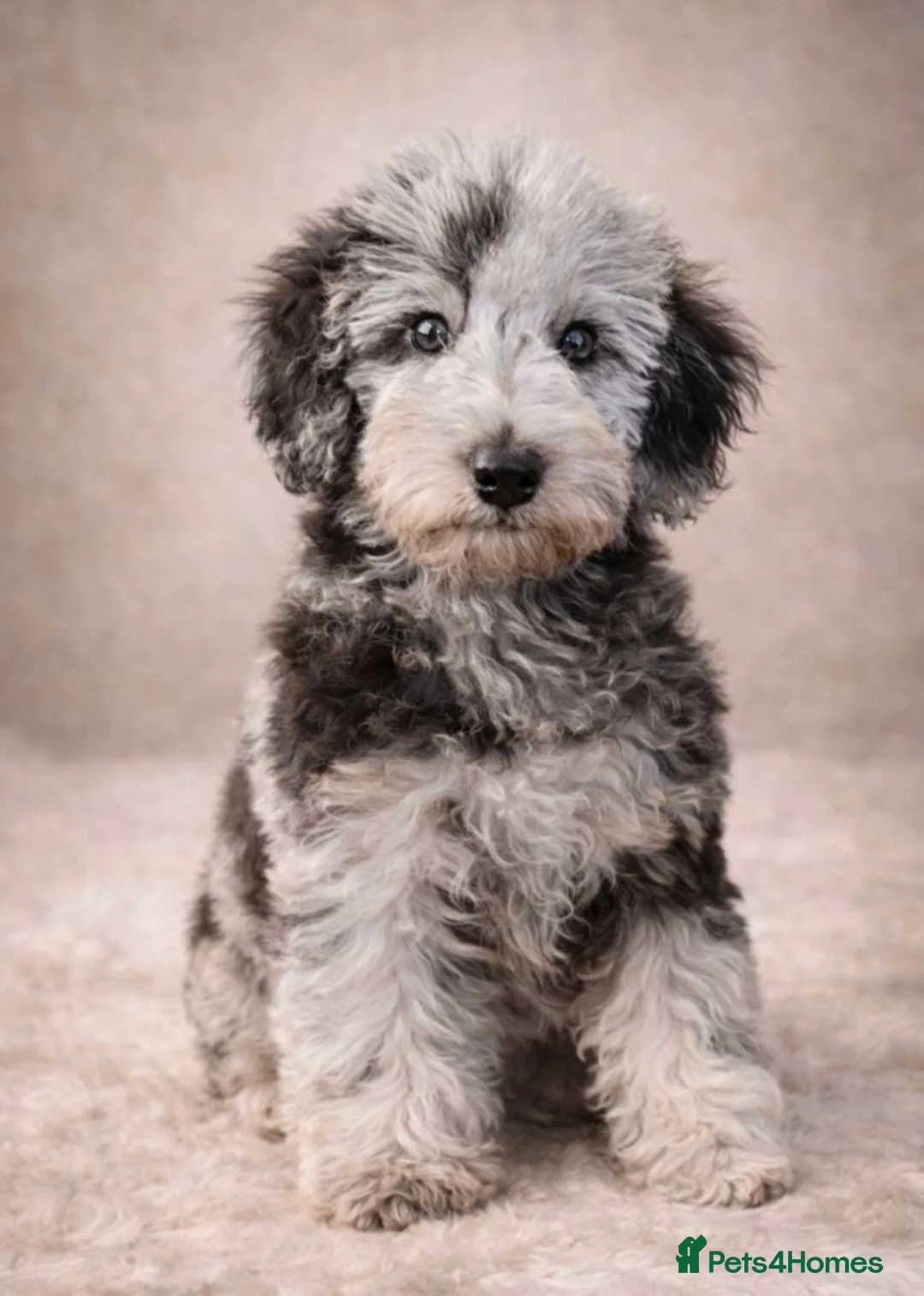 Mixed Breed dogs for sale: Foodle Puppies  - Advert 1