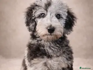 Mixed Breed dogs Foodle Puppies - Advert 1