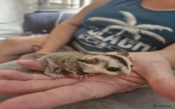 Sugar Glider rodents for sale: Breeding pair of  sugar gliders ready 13th sept   - Image 11