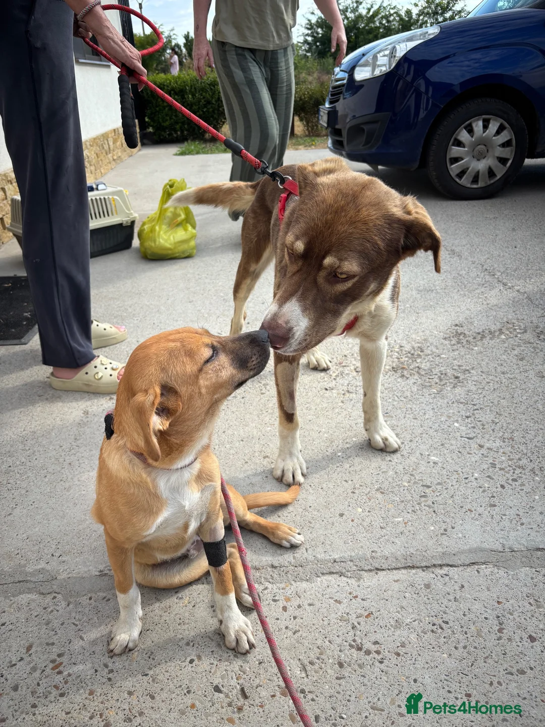 Mixed Breed dogs for adoption: Georgie Porgie 💙 in Dorchester - Advert 2