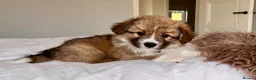 Welsh Corgi Pembroke dogs for sale: Stunning Fluffy Long-Haired (Fluffy) Corgi Puppies - Advert 9