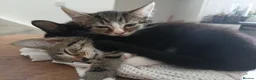 Mixed Breed cats for sale: Big Boo, Little Boo, Puss and Moo. in Preston - Advert 3