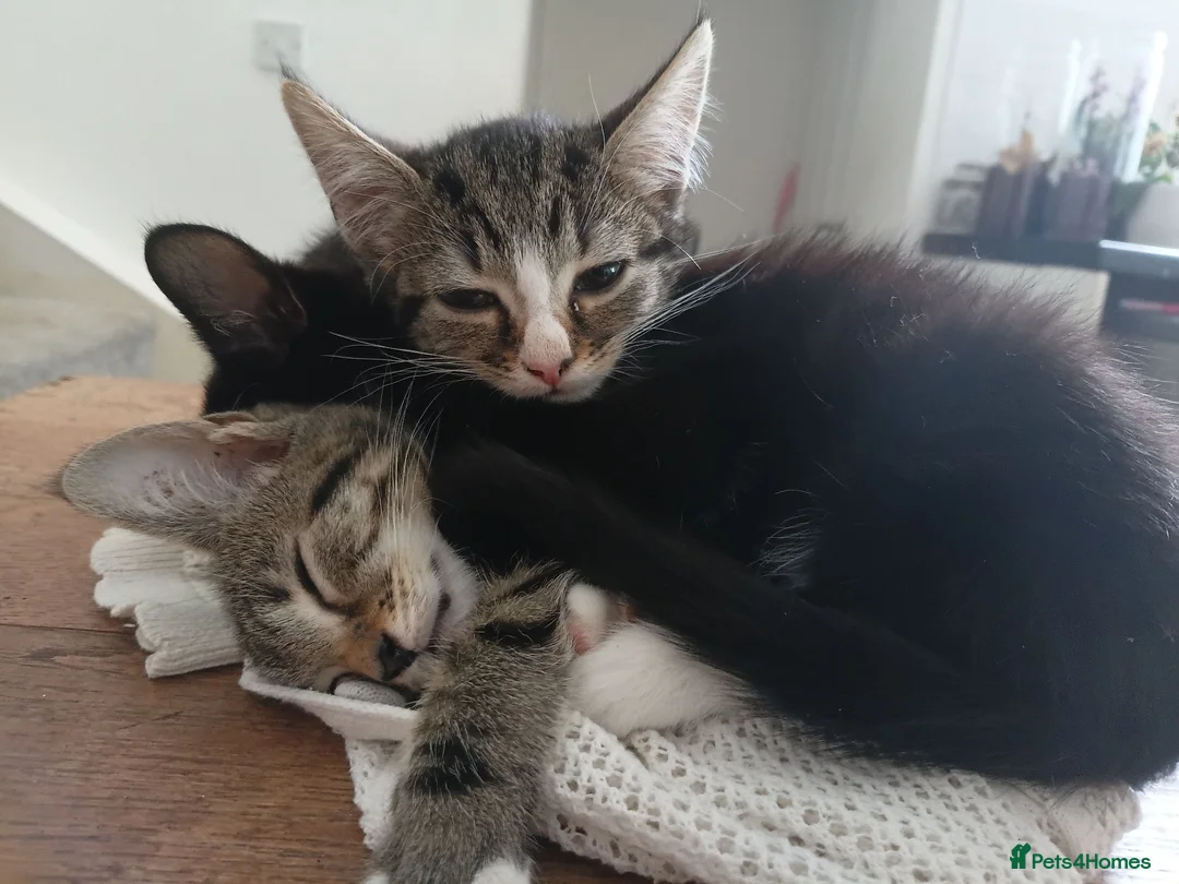 Mixed Breed cats for sale: Big Boo, Little Boo, Puss and Moo. in Preston - Advert 3