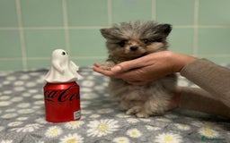Pomeranian dogs for sale: Beautiful Pomeranian puppies  - Image 20