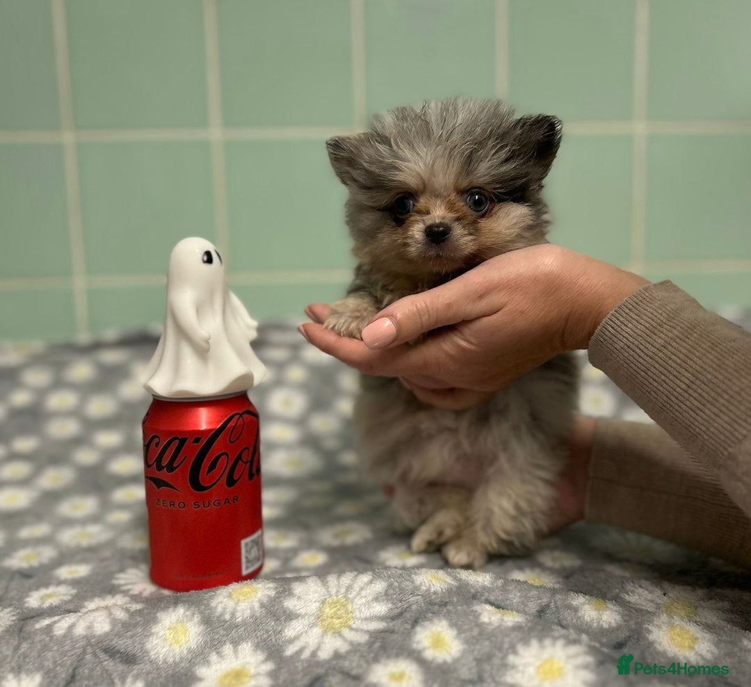 Pomeranian dogs for sale: Beautiful Pomeranian puppies  - Image 20