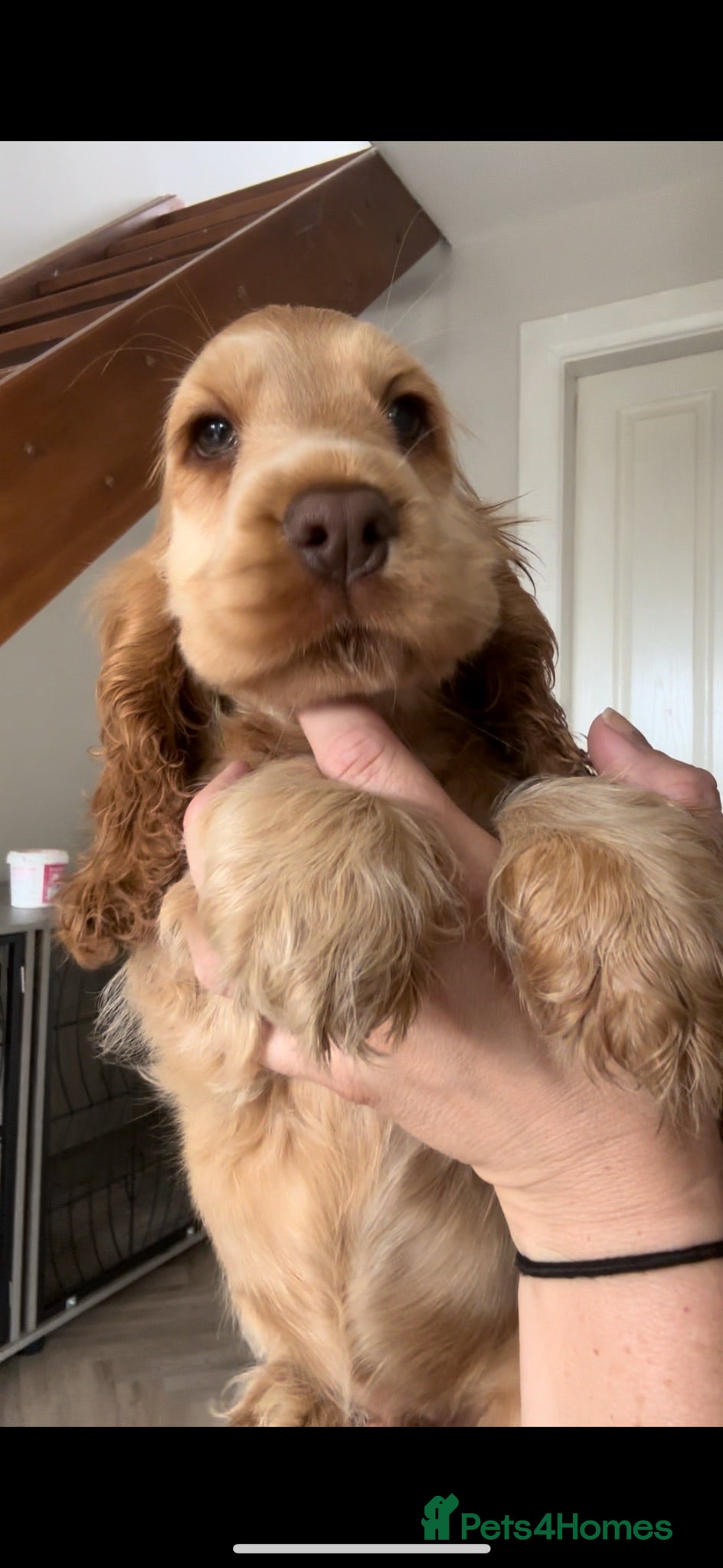 Cocker Spaniel dogs READY NOW 🤎 KC Registered Sable Show cocker - Advert 1