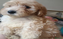 Maltipoo dogs for sale: Gorgeous apricot shade teddy bear MALTIPOO puppies - Image 25