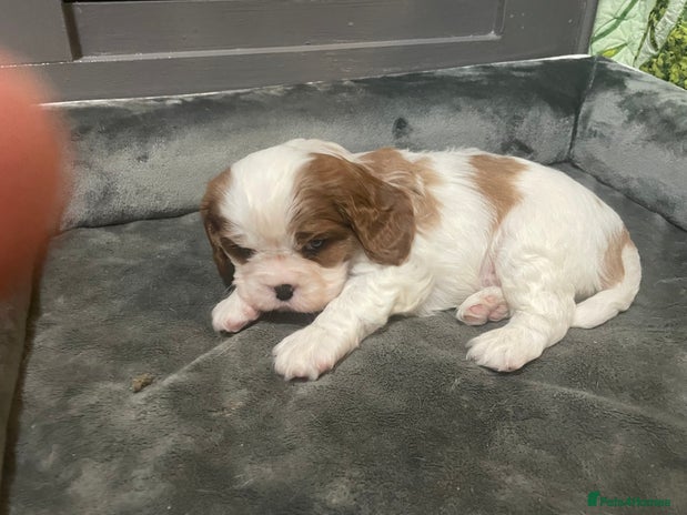 Cavalier King Charles Spaniel dogs King Charles, 1 Blenheim Puppy Available - Advert 2