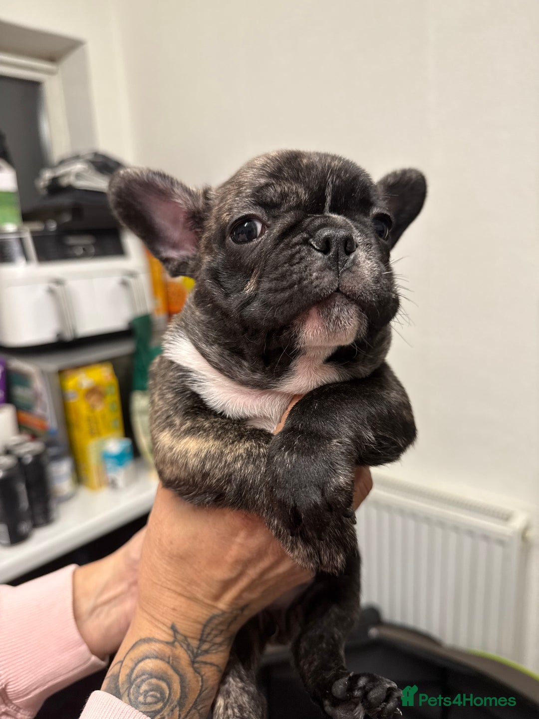 French Bulldog dogs for sale: Stunning French bulldog puppies - Advert 14