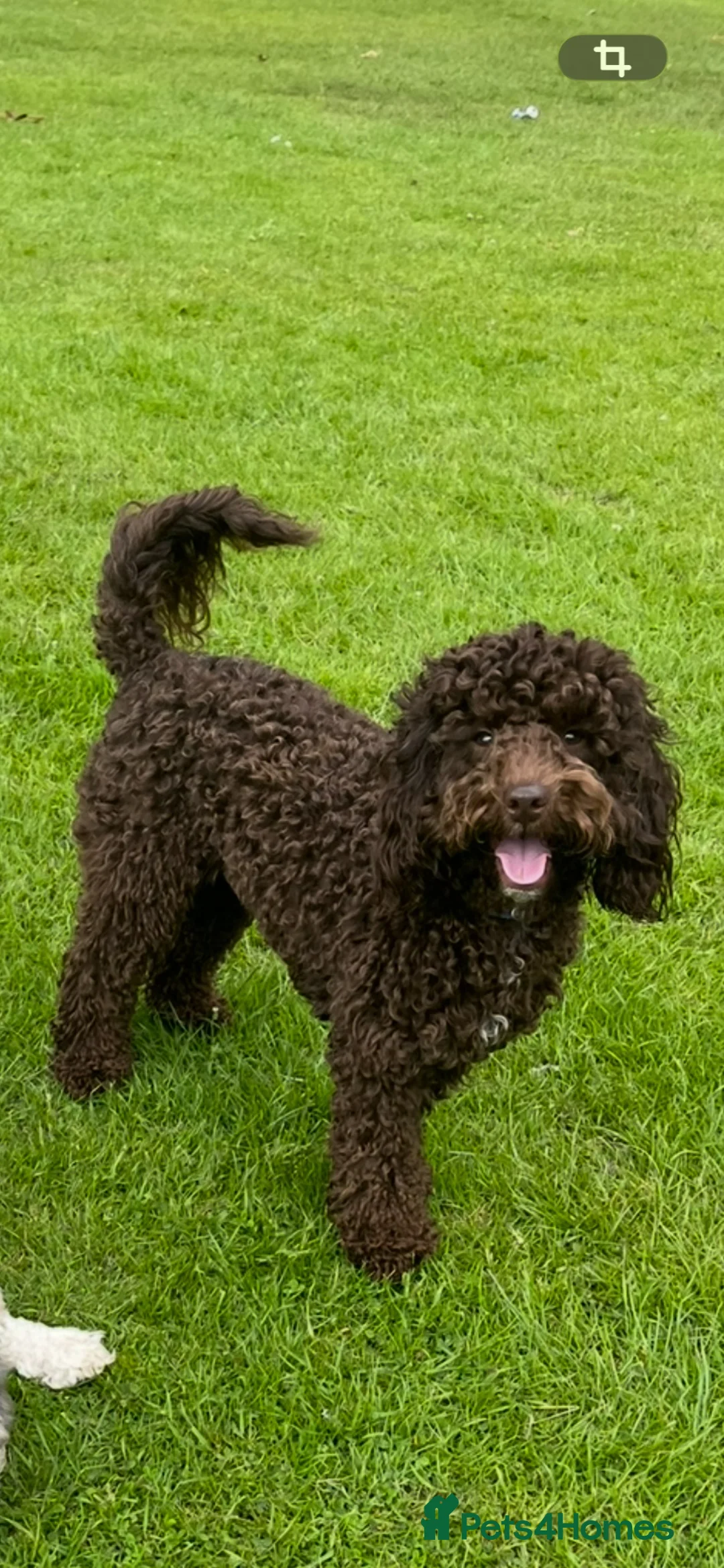 Cockapoo dogs for sale: Cockapoo puppies for sale - Advert 1