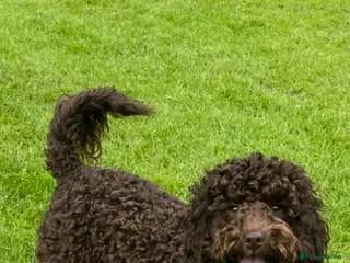 Cockapoo dogs Cockapoo puppies for sale - Advert 2