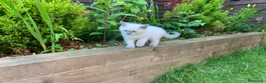 Blue Point Ragdoll 