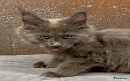 Maine Coon cats for sale: Championship bloodline GCCF Maine Coon kittens - Image 9