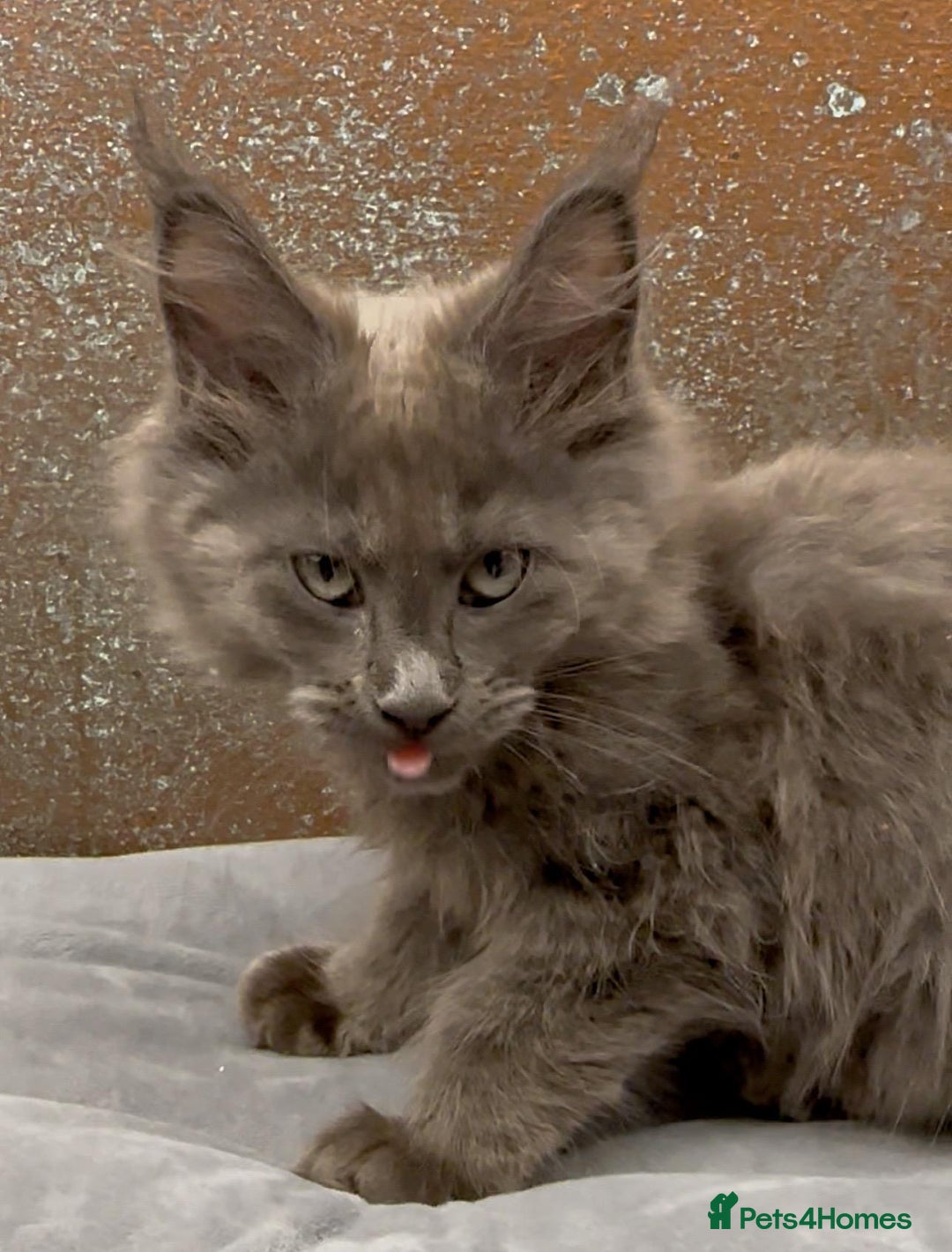 Maine Coon cats for sale: Championship bloodline GCCF Maine Coon kittens - Image 9