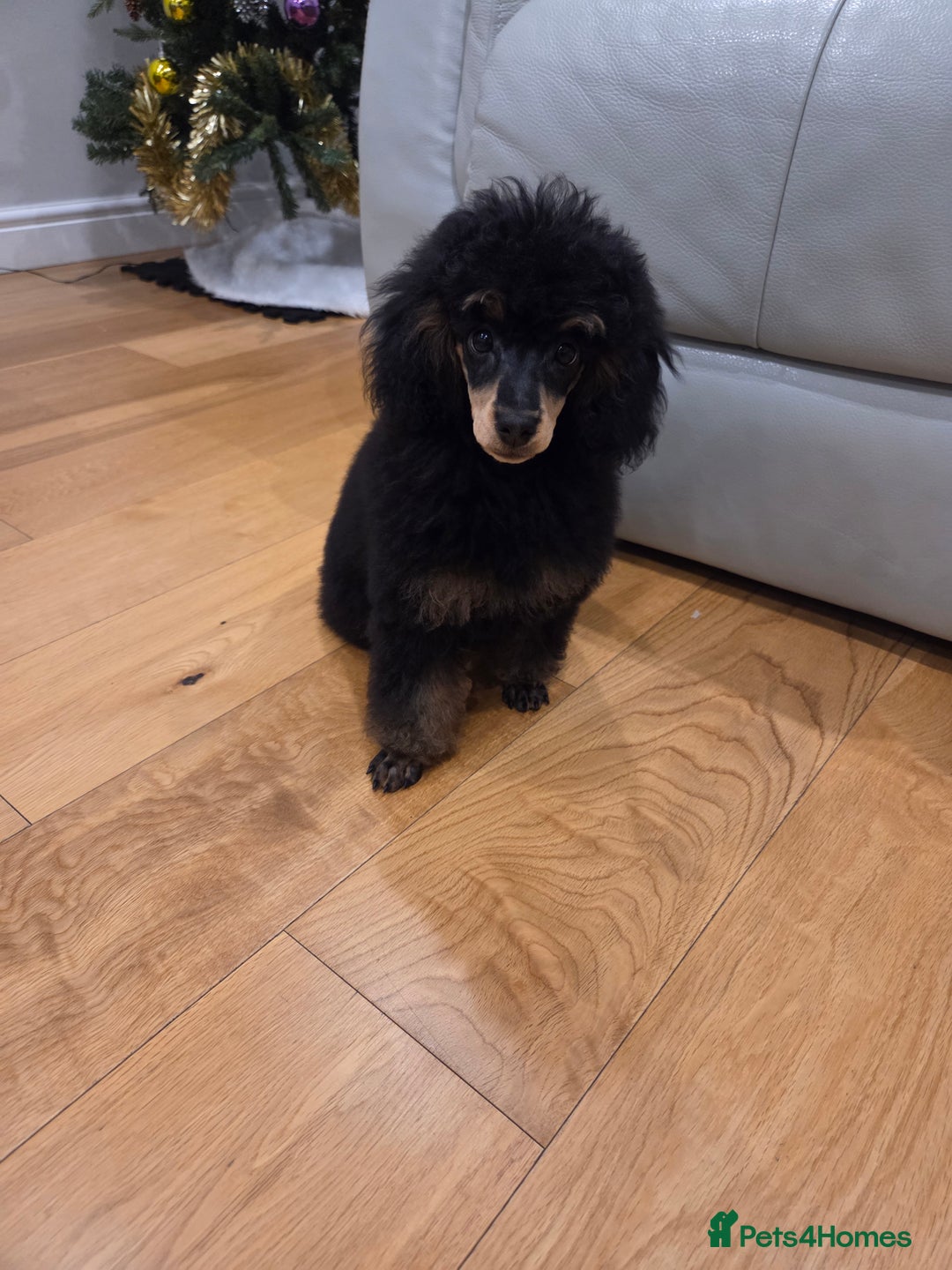 Toy Poodle dogs for sale: KC reg male phantom toy poodle - Advert 3