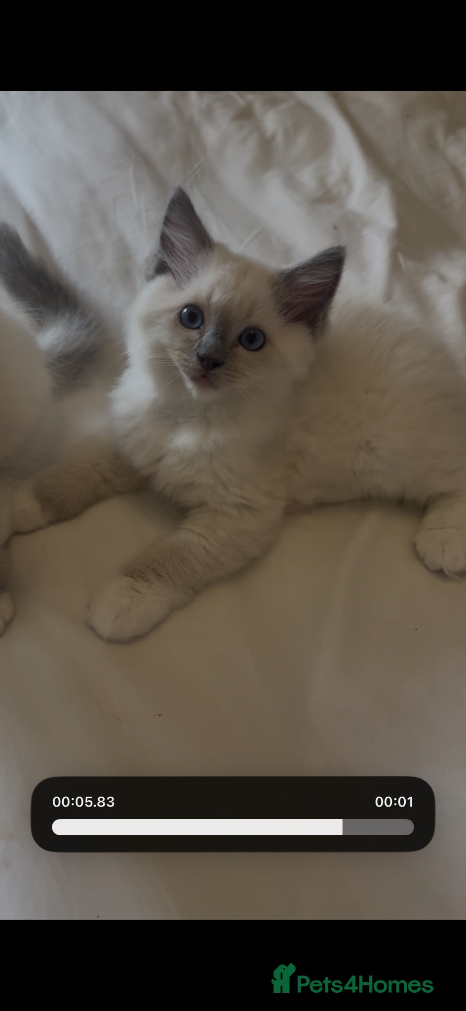Ragdoll cats GCCF Adorable ragdoll kittens ready to gohome now - Advert 1
