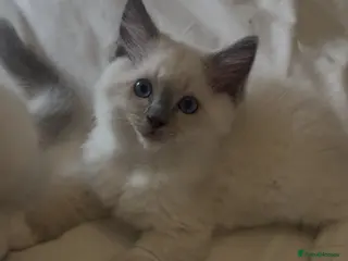 Ragdoll cats GCCF Adorable ragdoll kittens ready to gohome now - Advert 1