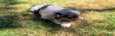 Miniature American Shepherd 5