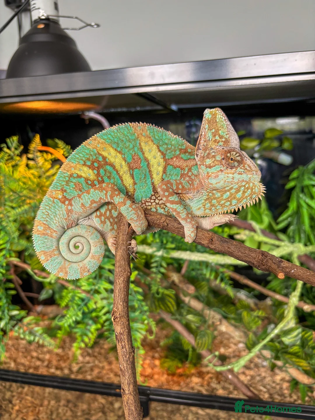 Chameleon reptiles for sale: Male Yemen Chameleon  - Advert 7