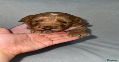 Cockapoo dogs Cockapoo puppies 2 boys remaining!  - Advert 3