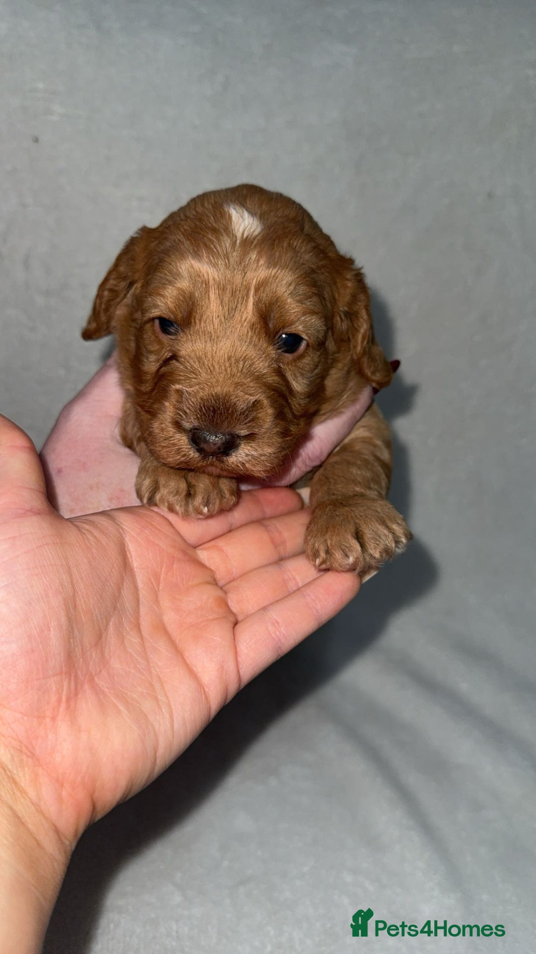 Cockapoo dogs for sale: Cockapoo puppies  - Image 2