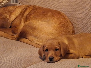 Labrador Retriever dogs KC registered Fox Red labrador puppies for sale - Advert 2