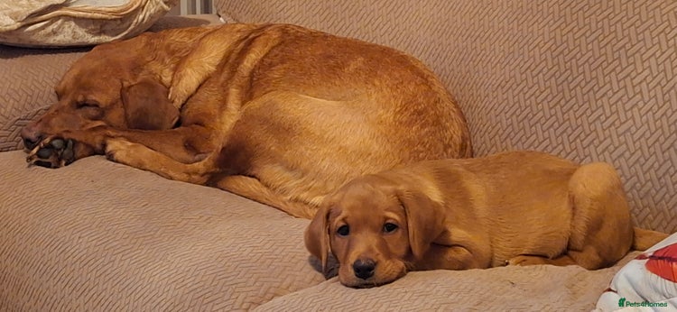 Labrador Retriever dogs KC registered Fox Red labrador puppies for sale - Advert 4