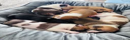 Staffordshire Bull Terrier dogs for sale: Staffordshire bull terrier puppies in Worksop - Advert 37