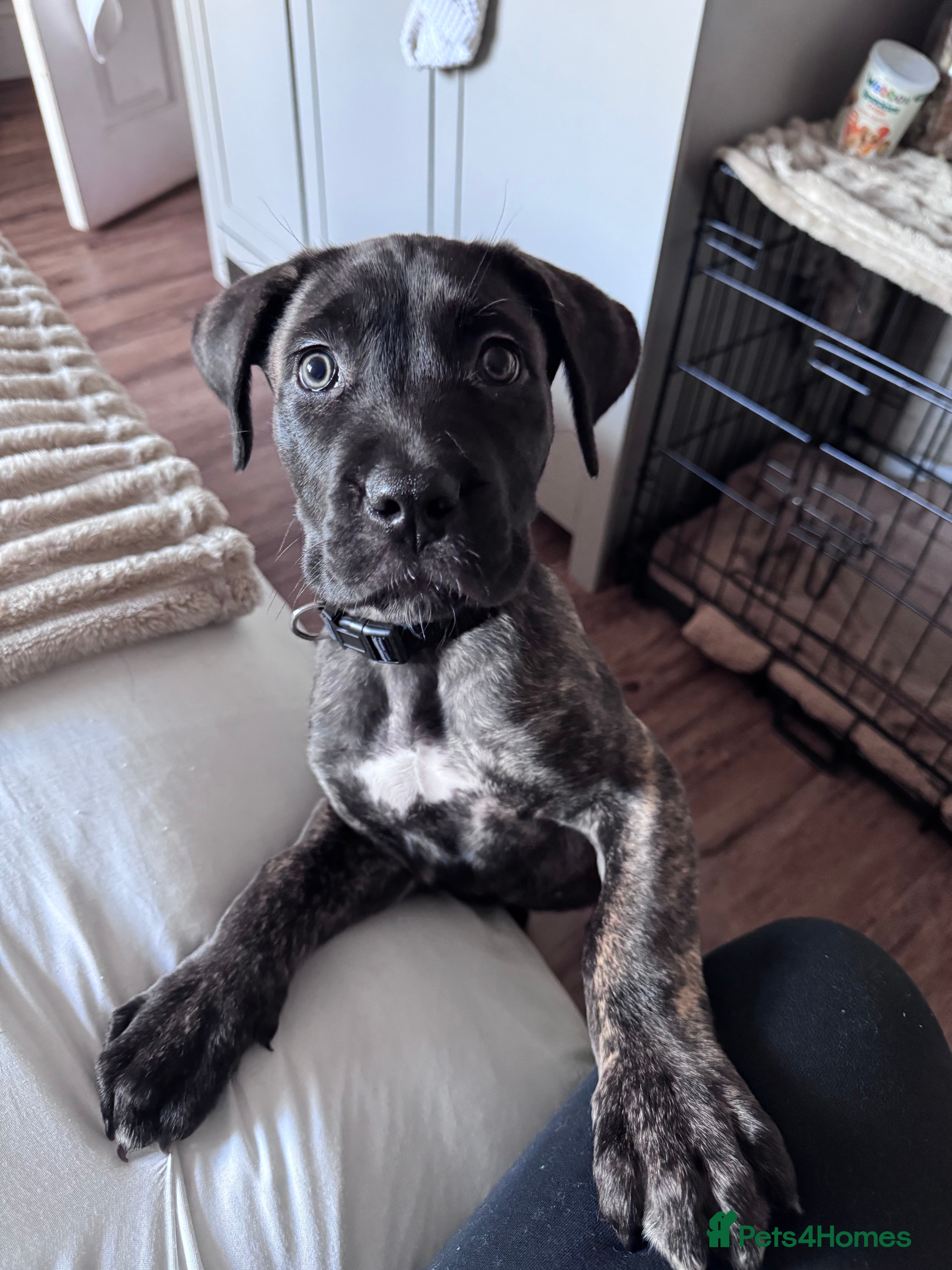 Mixed Breed dogs Presa x Cane Corso - Advert 18