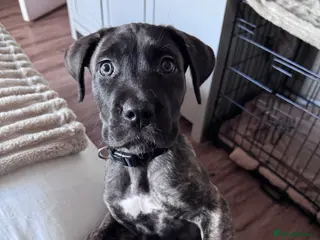 Mixed Breed dogs Presa x Cane Corso - Advert 1