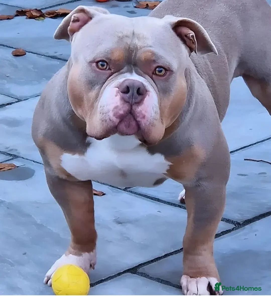 American Bully dogs for stud: American Pocket Bully PROVEN ! in Dartford - Advert 1
