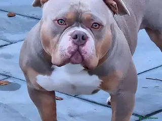 American Bully dogs American Pocket Bully PROVEN ! in Dartford - Advert 4