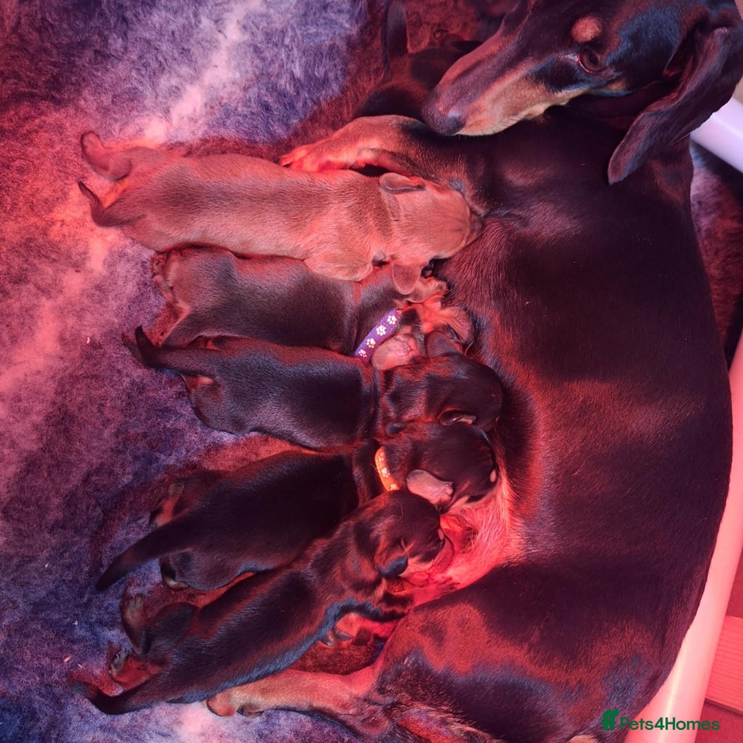 Miniature Dachshund dogs for sale: 5 gorgeous miniature dachshund puppies for sale  - Image 39