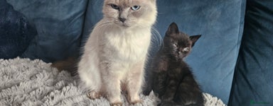 Ragdoll cats - Advert 8