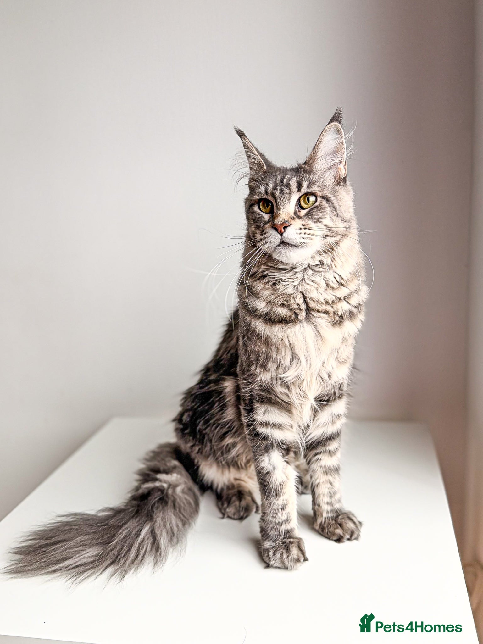 Maine Coon cats Stunning Maine Coon Queen Neutered - Advert 9