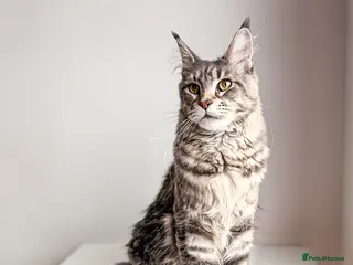 Maine Coon cats Stunning Maine Coon Queen Neutered - Advert 9