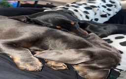 Miniature Dachshund dogs for sale: 2 miniature dachshundS - Image 1