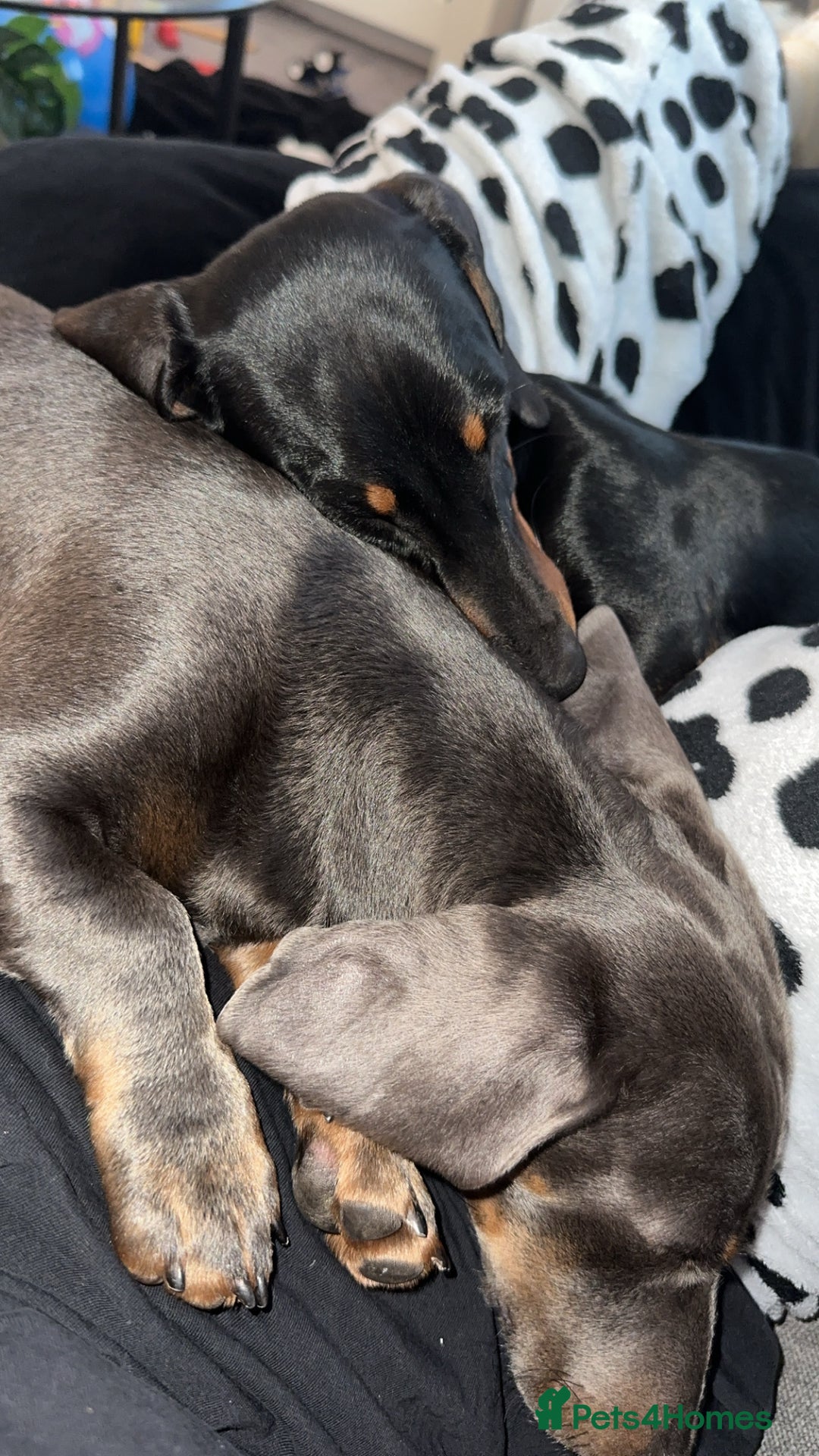 Miniature Dachshund dogs for sale: 2 miniature dachshundS - Image 1