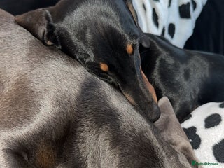 Miniature Dachshund dogs - Advert 26