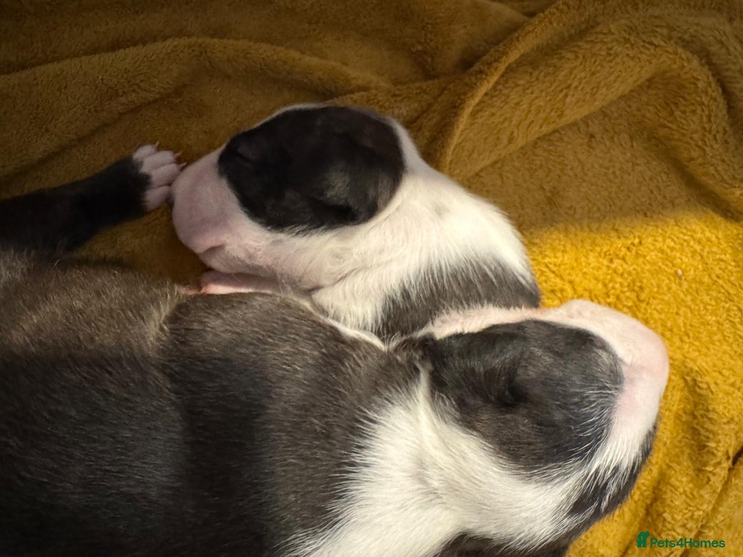 English Bull Terrier dogs for sale: English bull terrier puppies  - Image 8