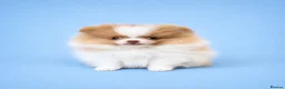 Pomeranian dogs for sale: ✨🐾 Exceptional KC Pom Boy Rare Isabella Parti💖 - Advert 4