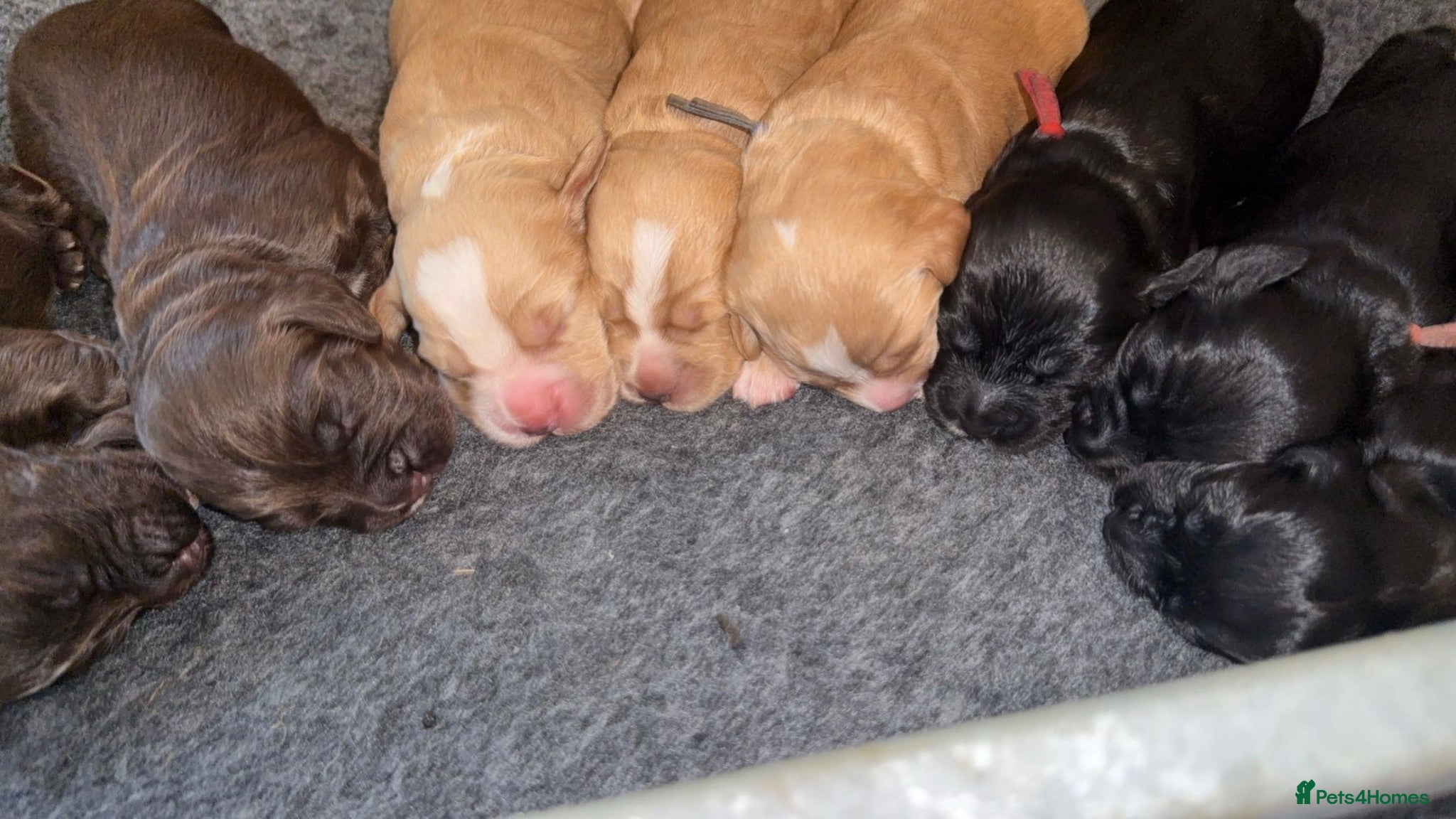 Cocker Spaniel dogs Working cocker spaniels  - Advert 1