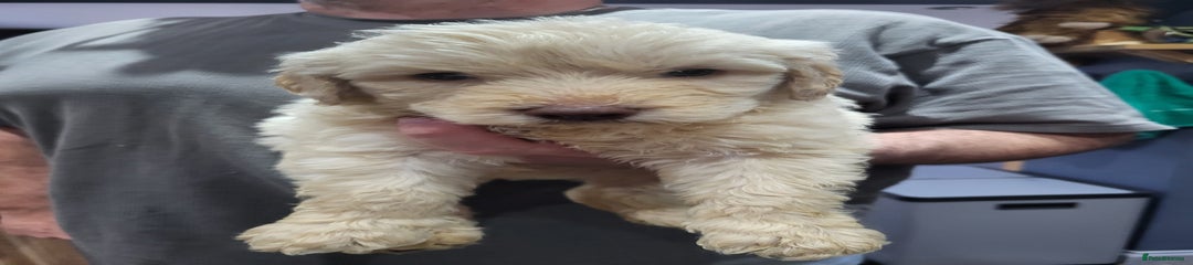 Labradoodle Puppy 2