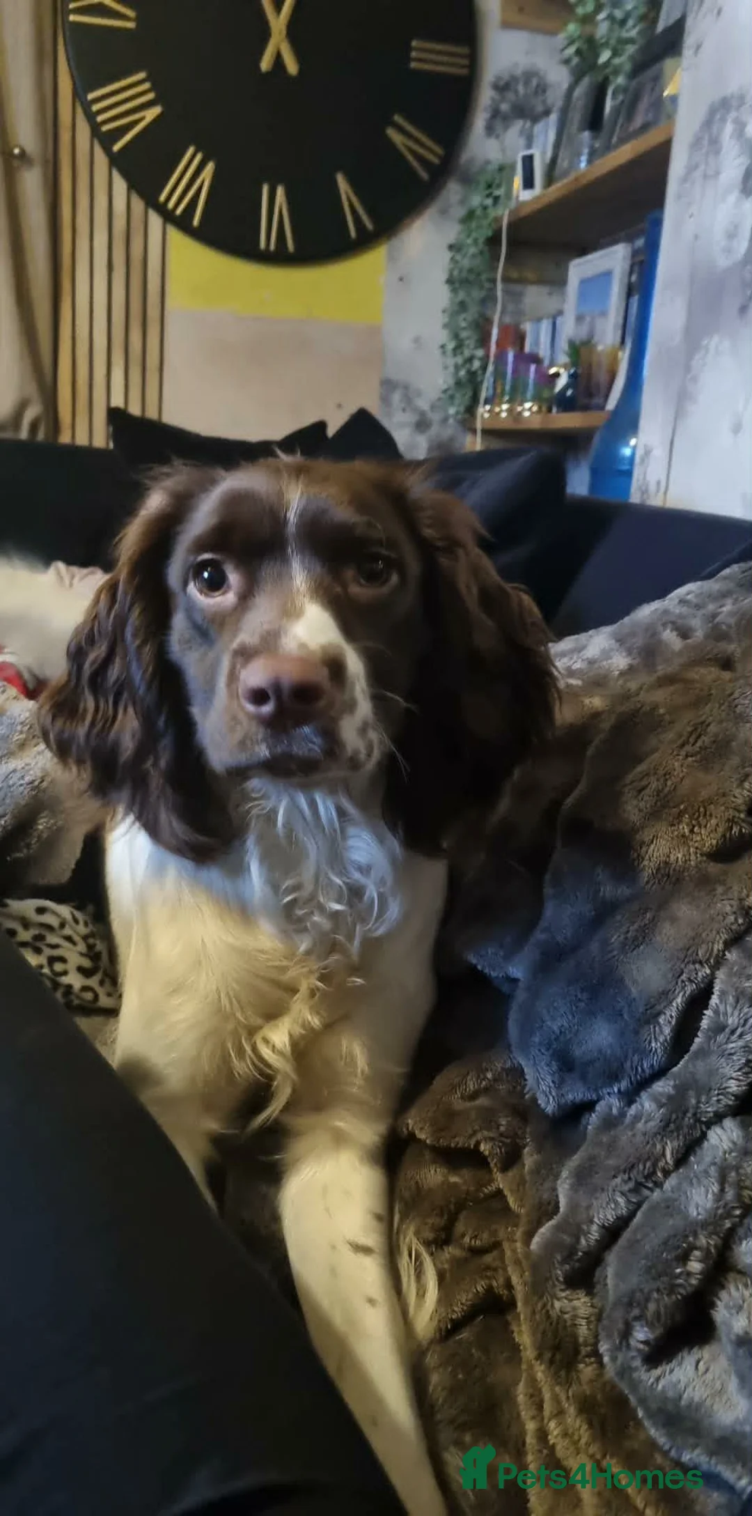 Sprocker dogs for sale: Sprocker Puppies for sale girls and boys - Advert 2